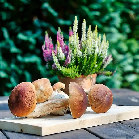 Dom Pod Strzecha Na Kaszubach 別荘 *